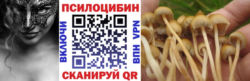 как найти   Поворино  Галлюциногенные грибы Psilocybine cubensis 